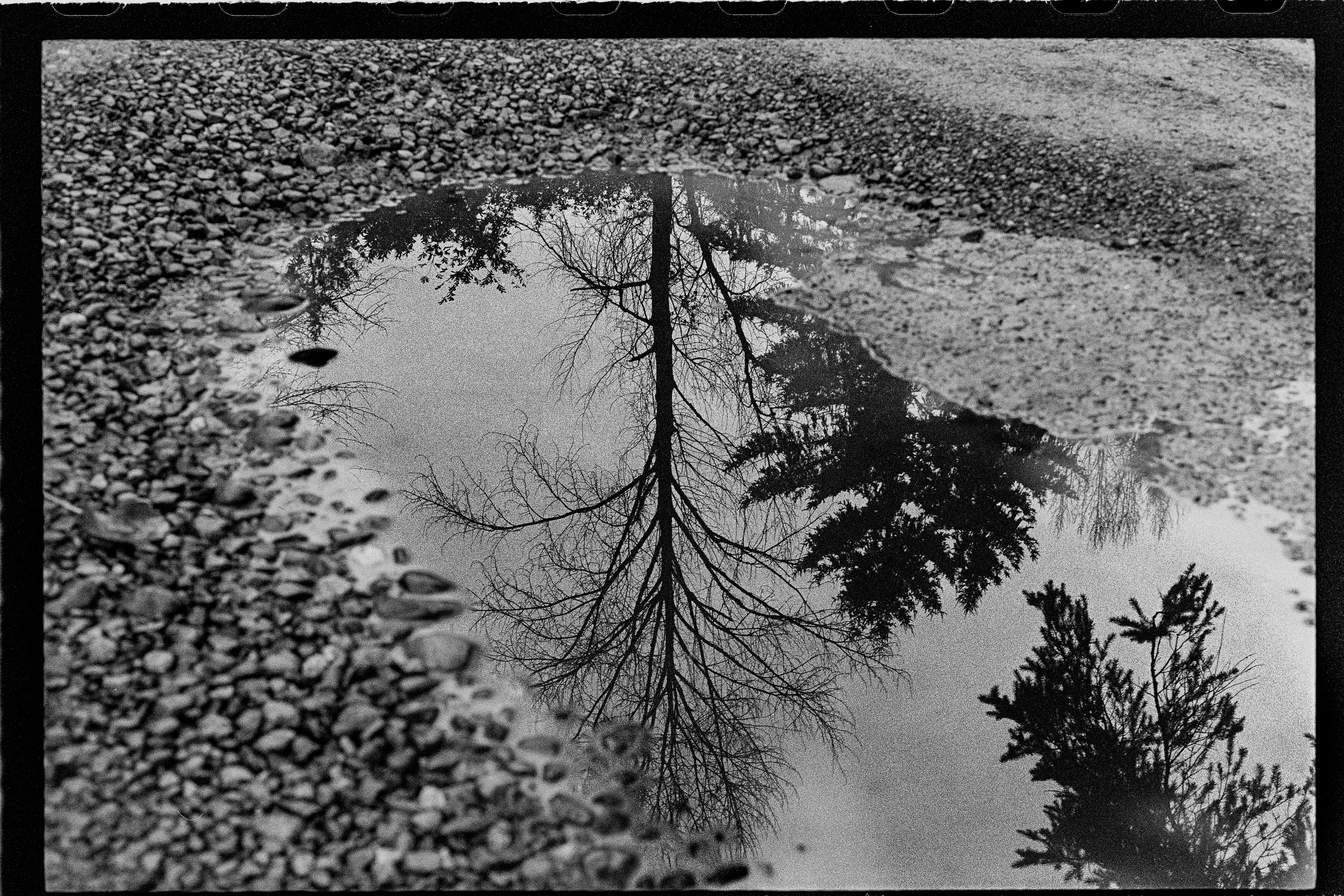 Tree reflection in puddle, frame 015