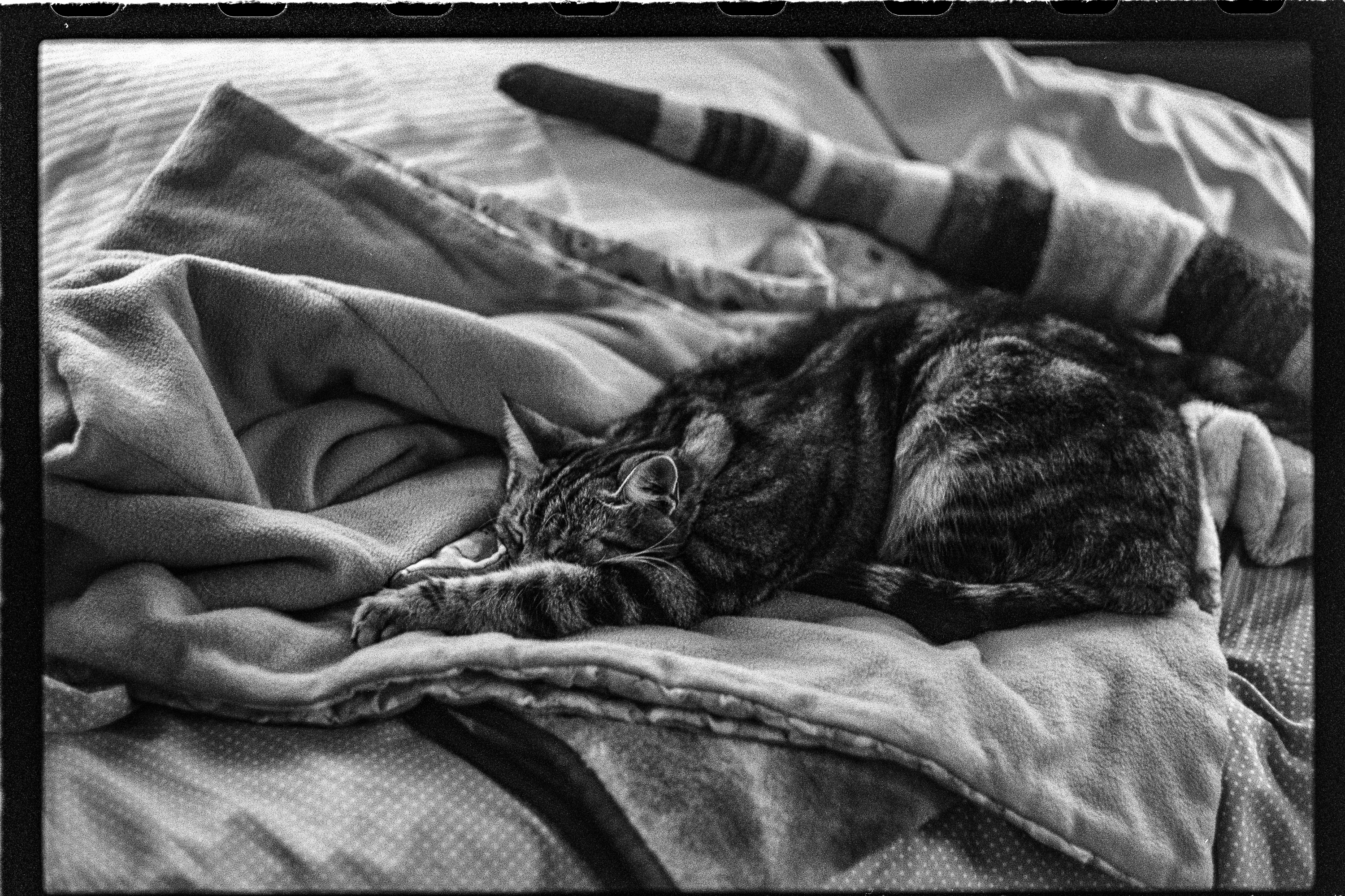 Sleeping cat, frame 024