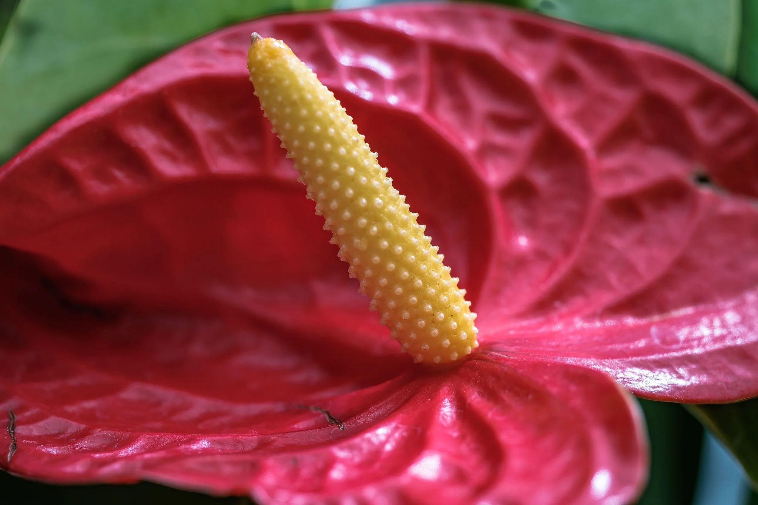 Red anthurium with yellow spadix