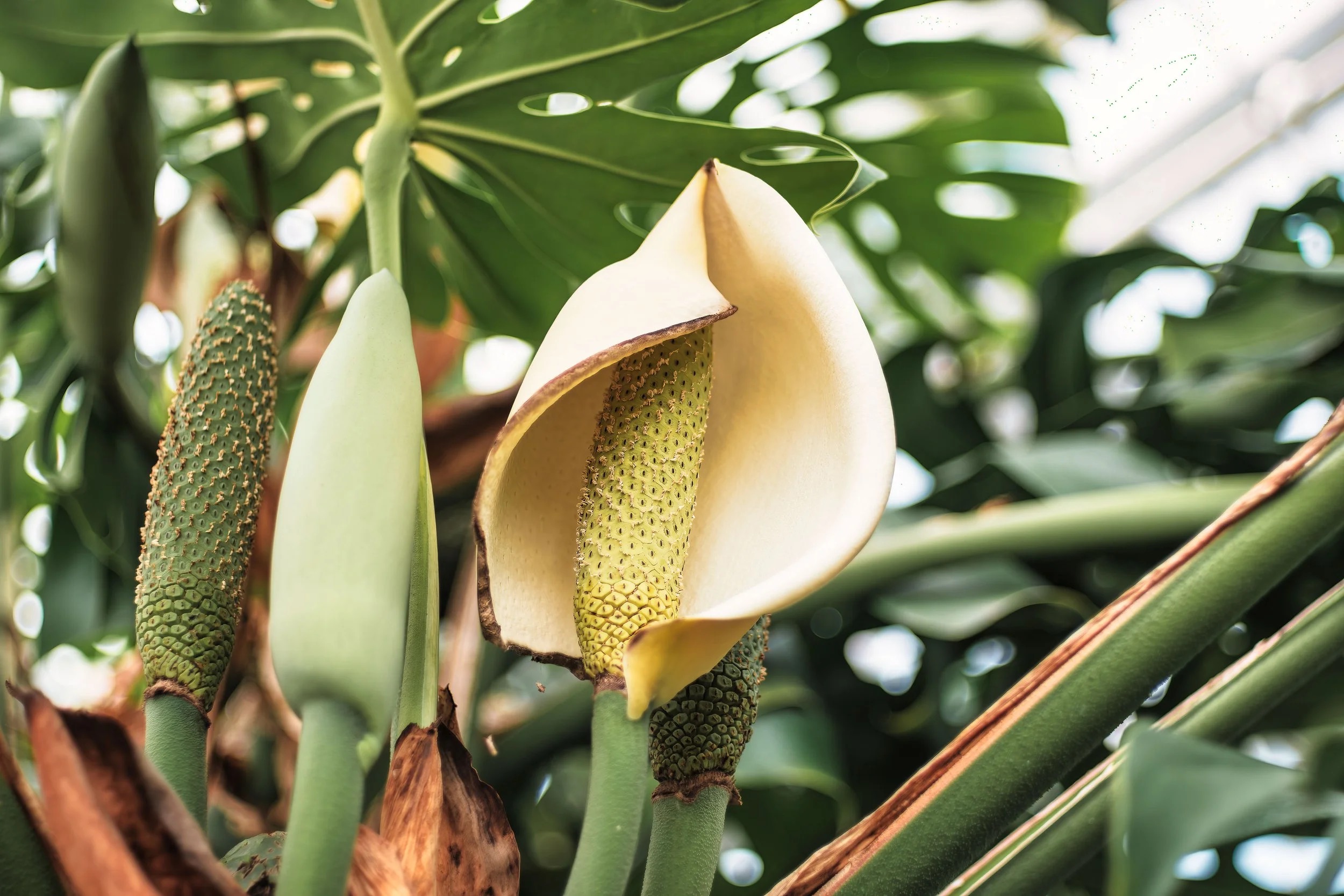 Calla lily-like bloom amid foliage