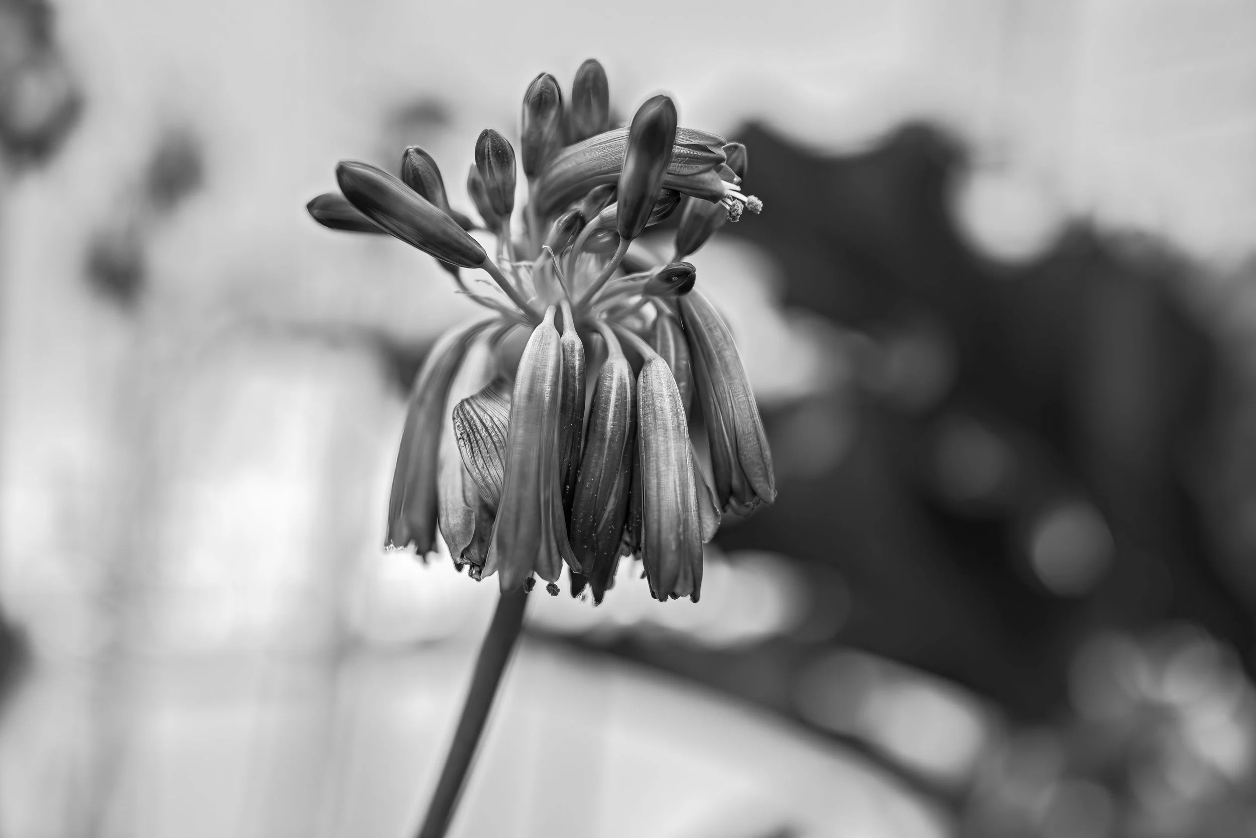 Agapanthus close up, B&W variant
