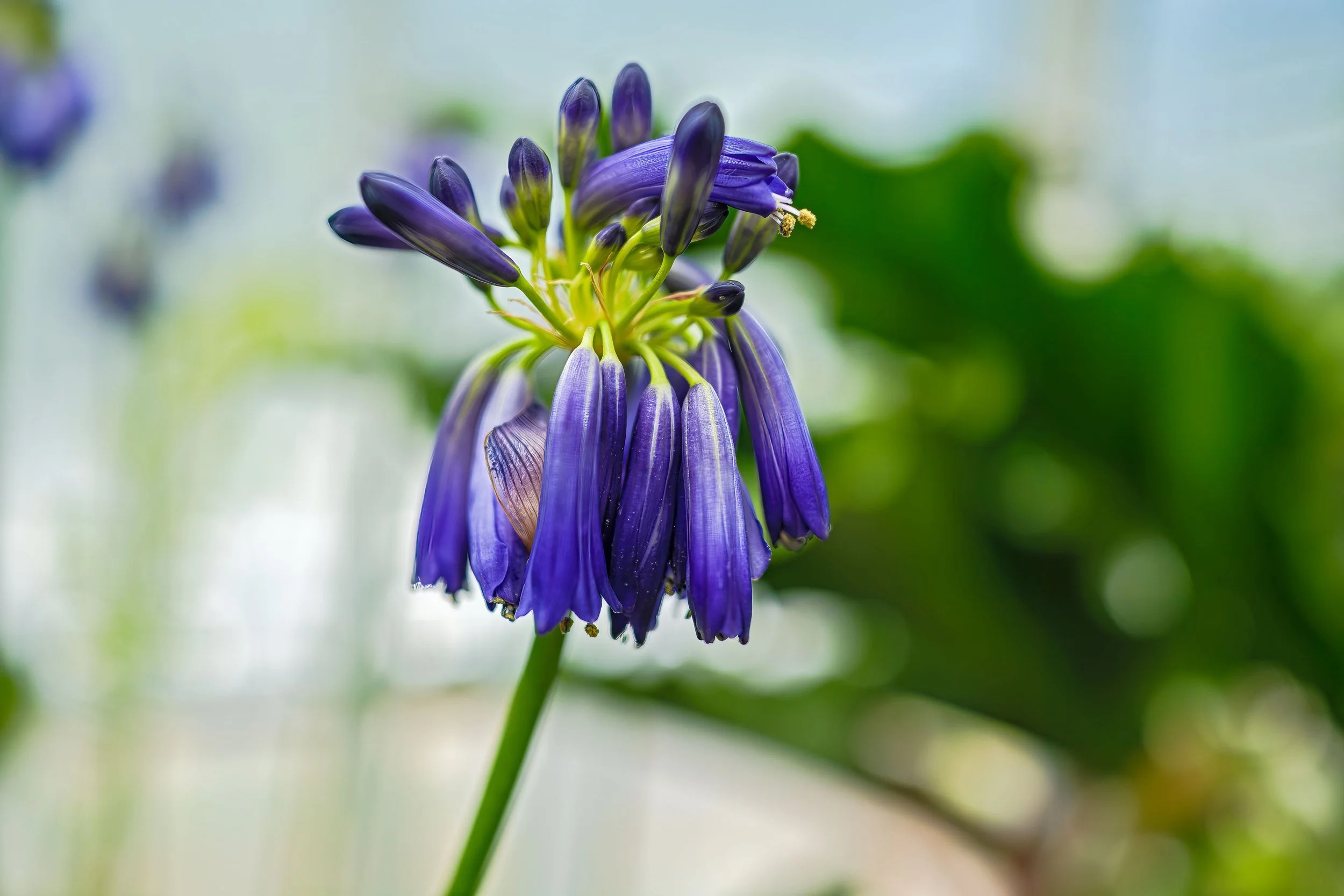 Agapanthus close up