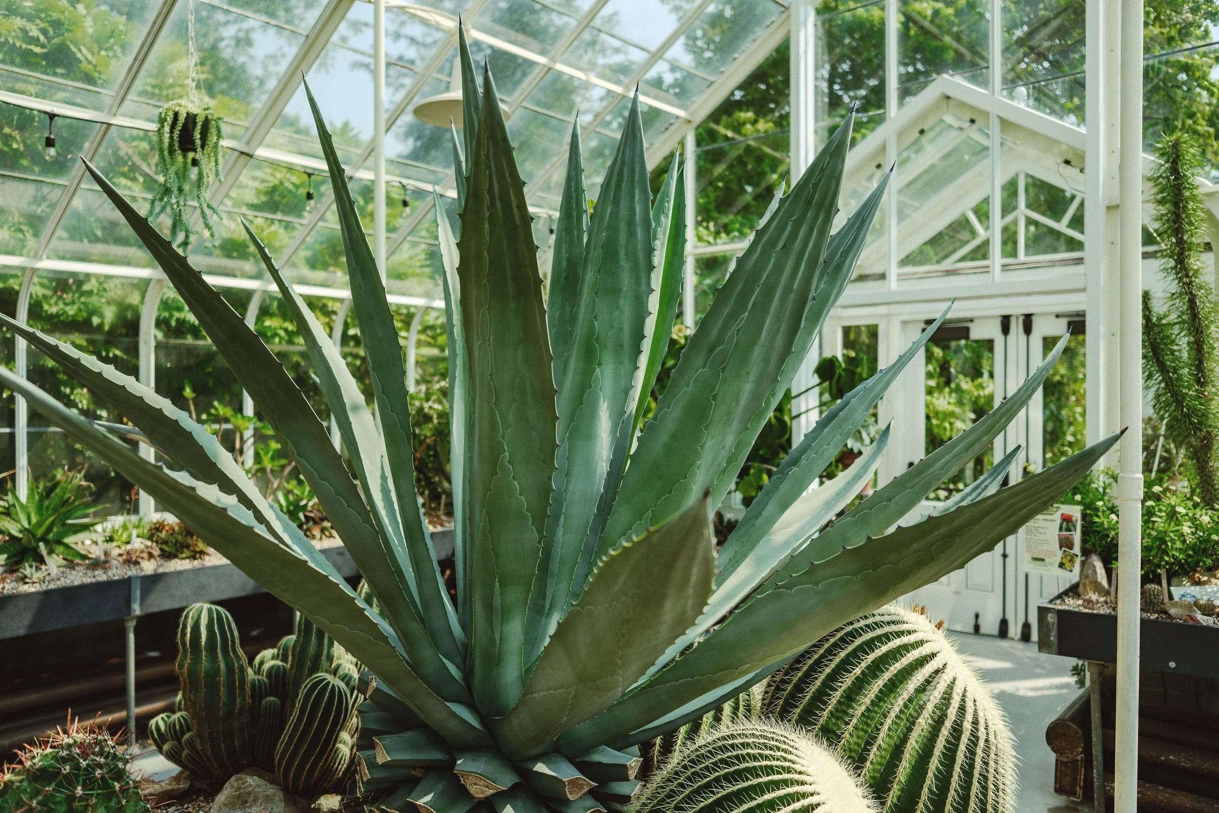 Conservatory study