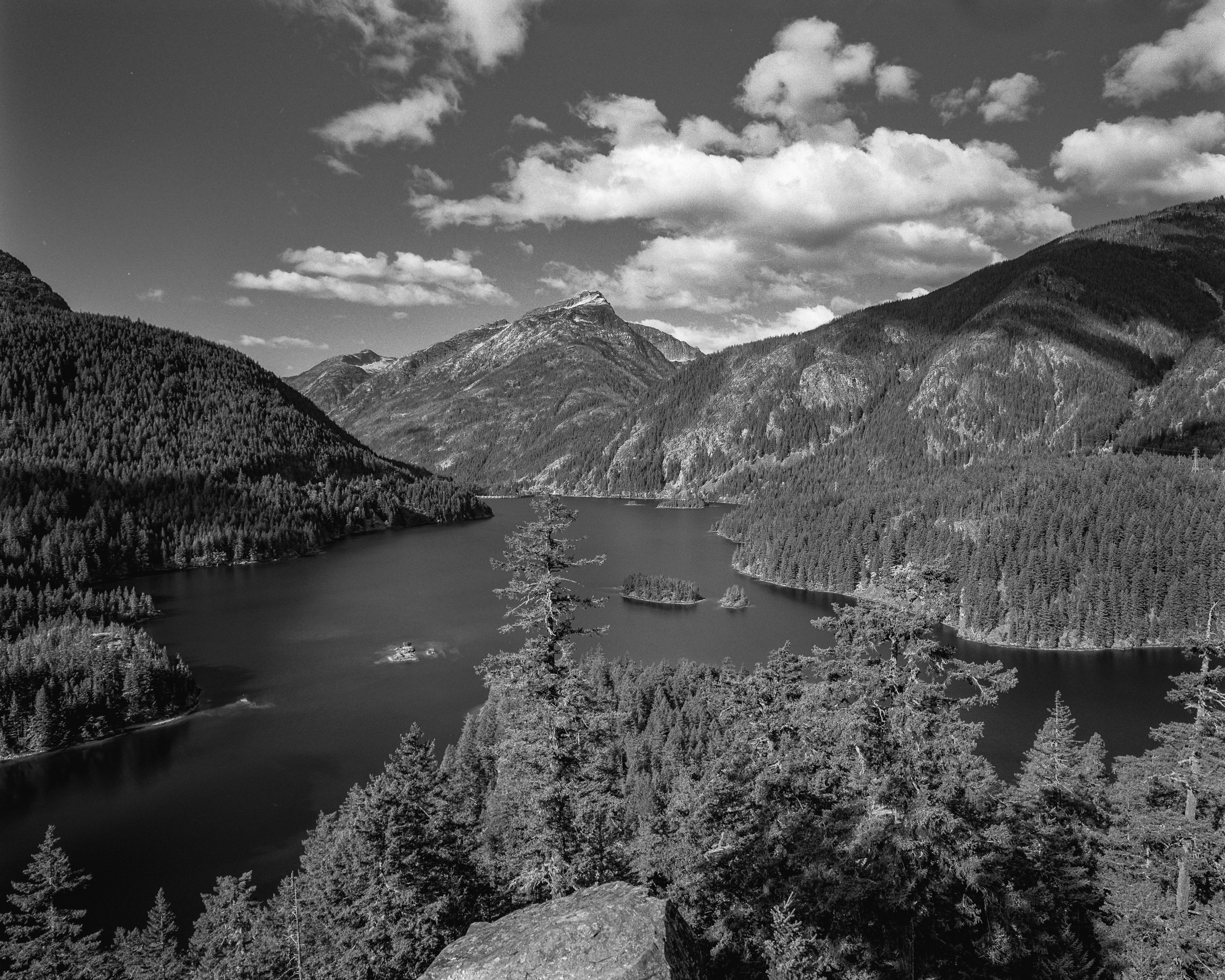 North Cascades Perspective: Pines and Peaks
